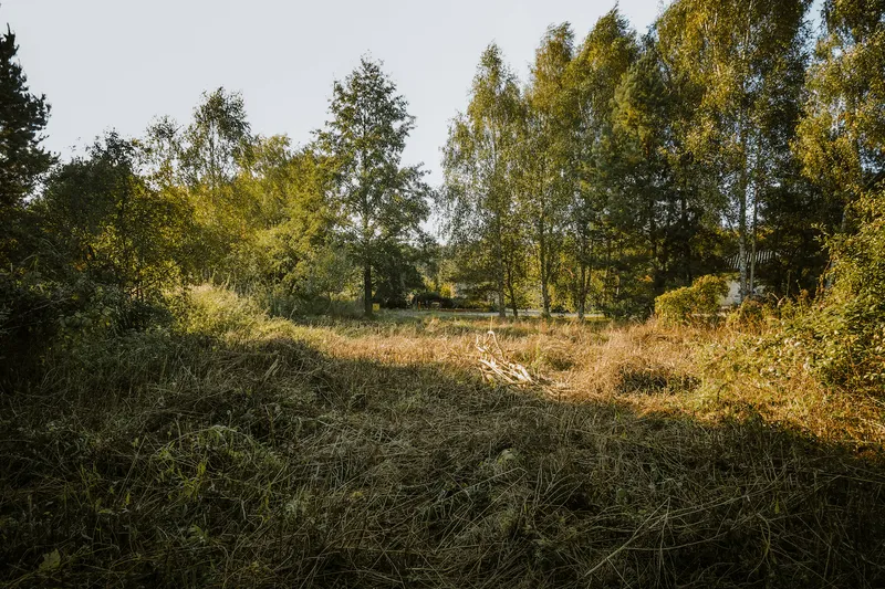 Wysoka trawa, łąka i drzewa
