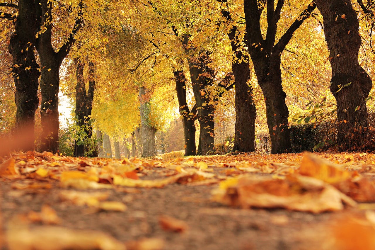 Autumn Budget 2024
