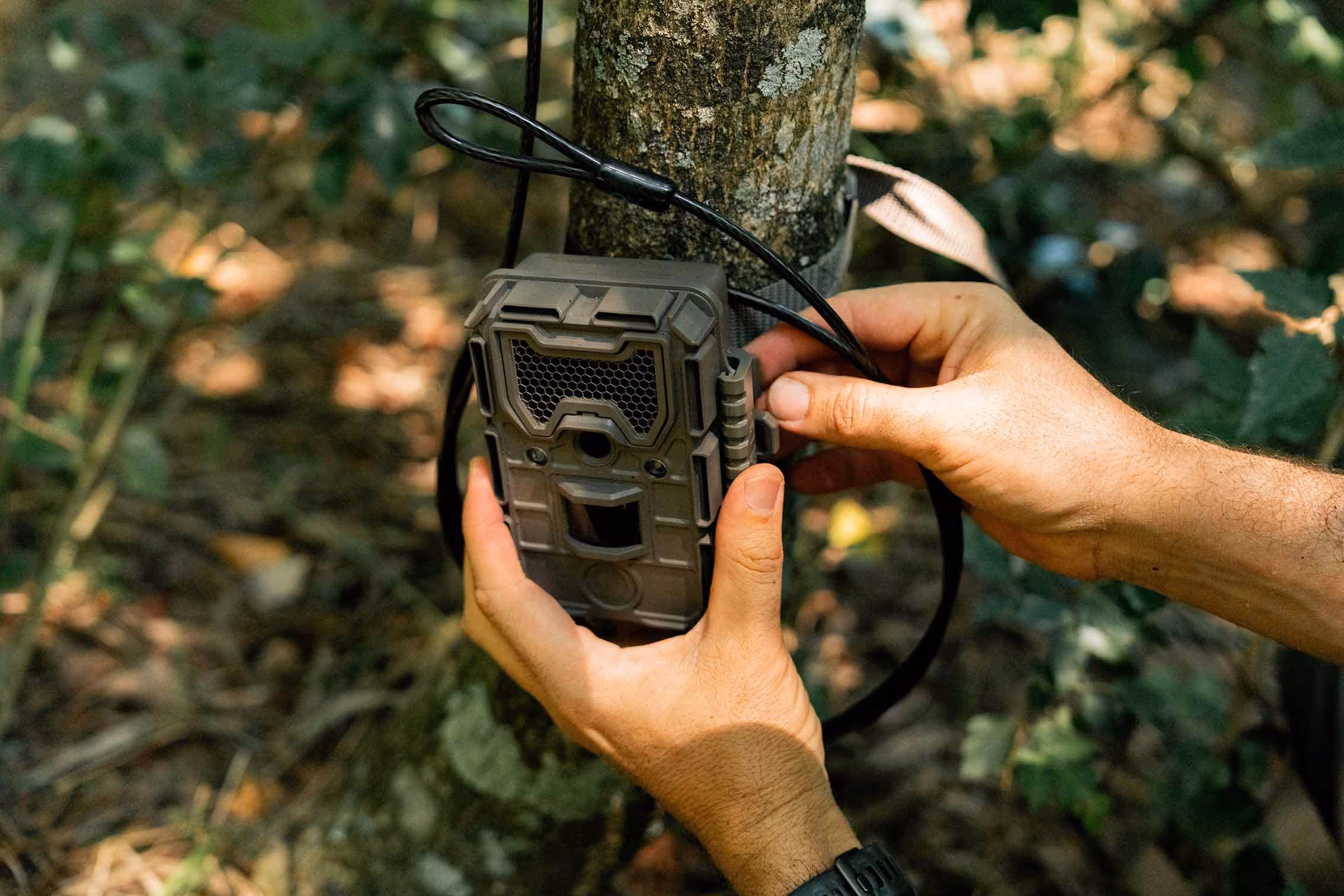 smart forest tech