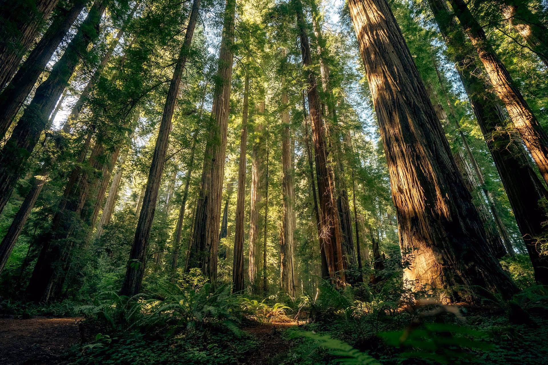 A photo of Redwood Forest