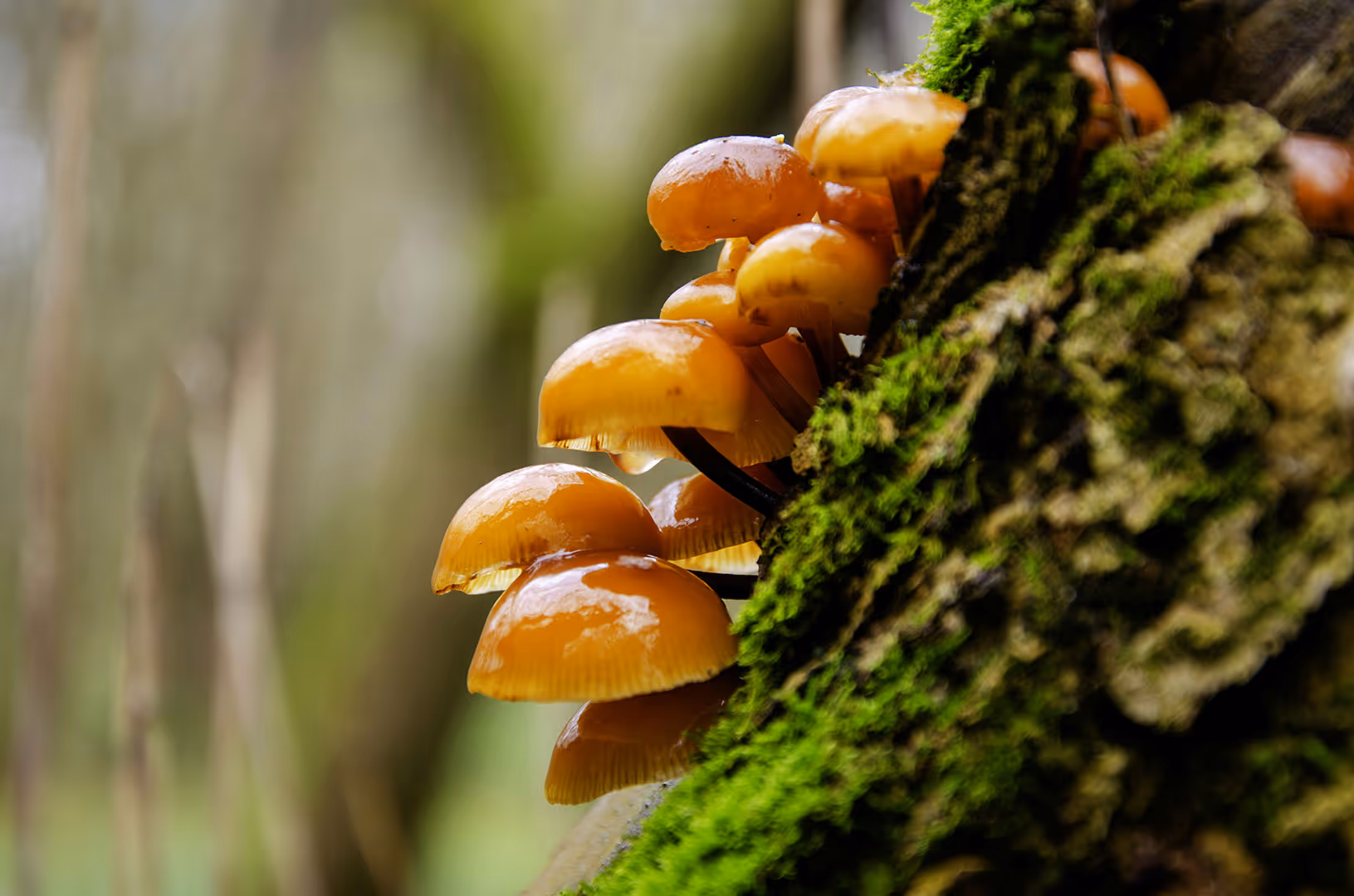 pov of yellow mushroom