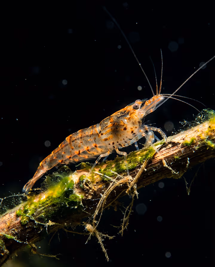 California shrimp underwater