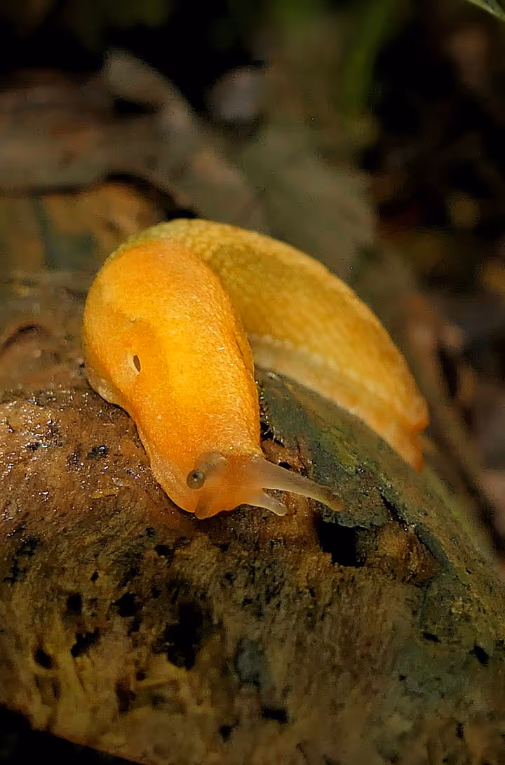 Yellow banana slug crawling across decaying wood