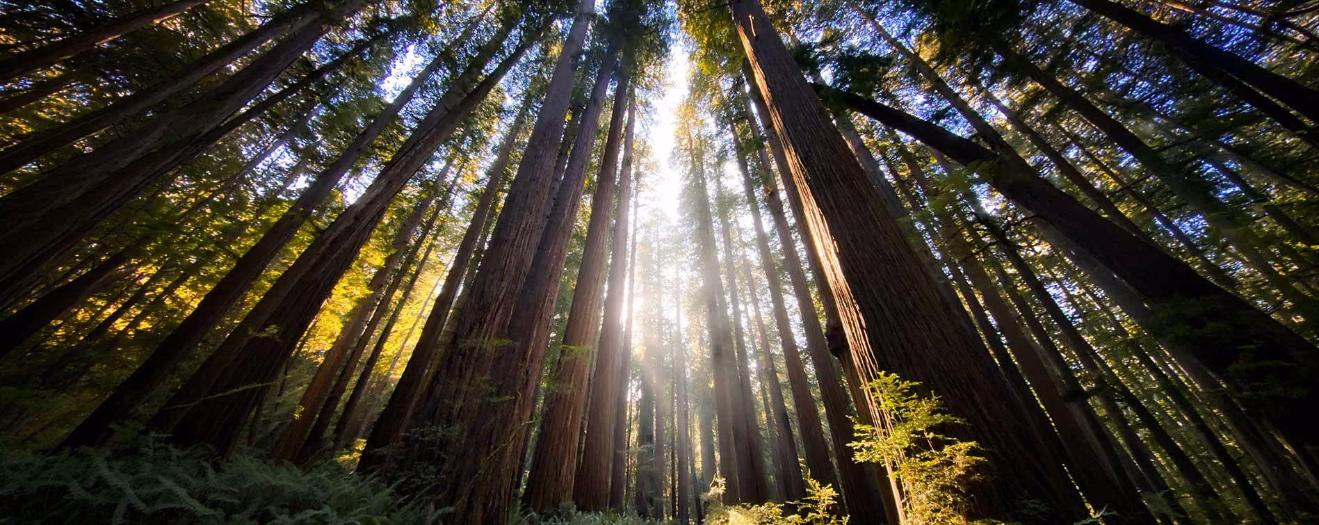 Redwood forest 
