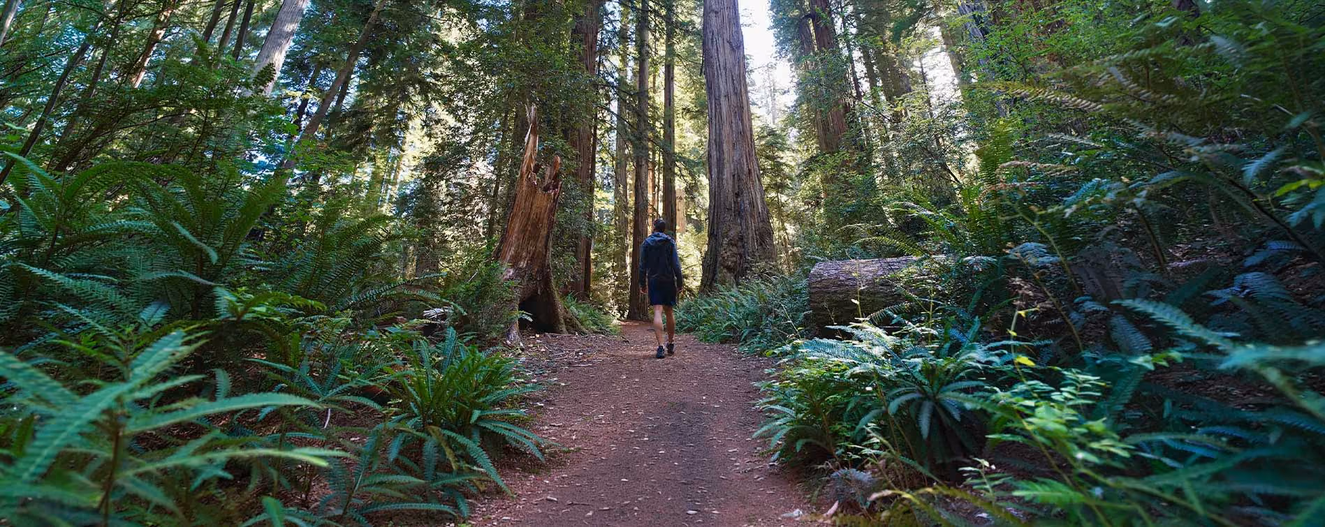 human in the forest