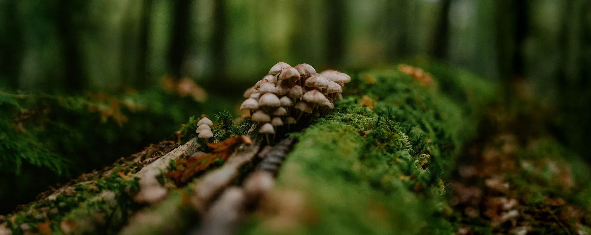 mushroom in the forest