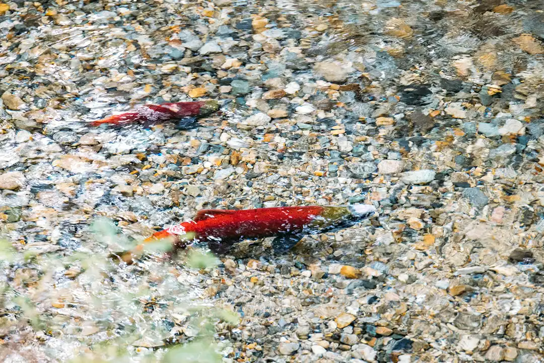 close up pic of trouts