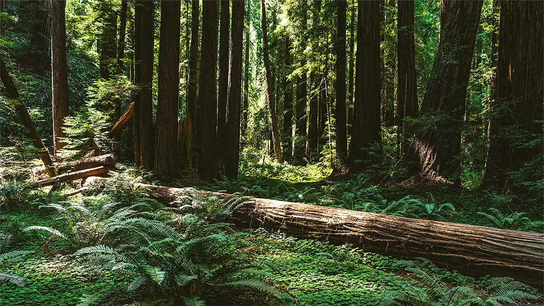 redwood forest