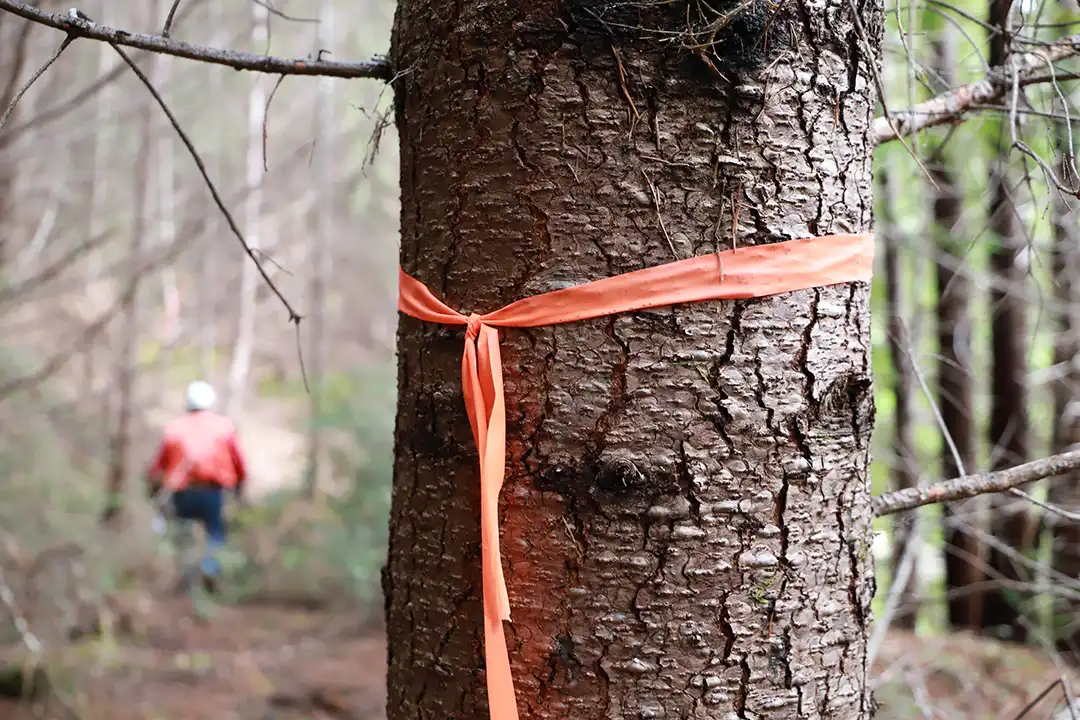 Orange ribbon tied around a tree trunk