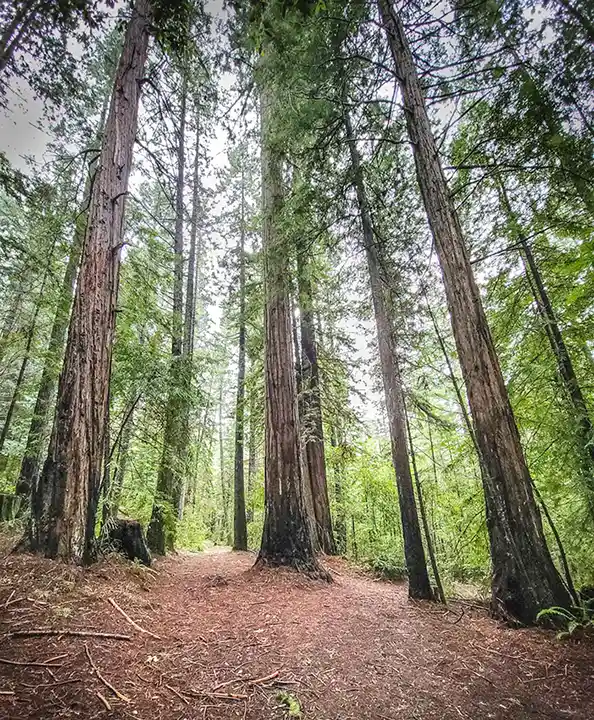 Forest trail winding beneath towering redwood trees