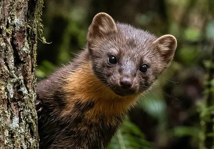 Brown marten peering from beside a tree trunk