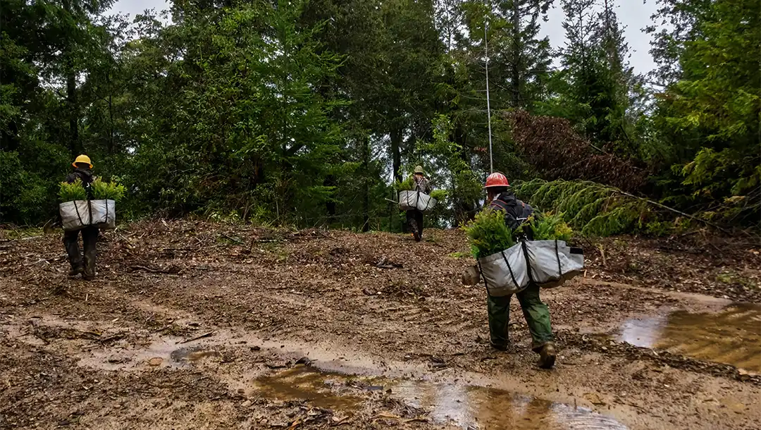 Tree planting restoration work