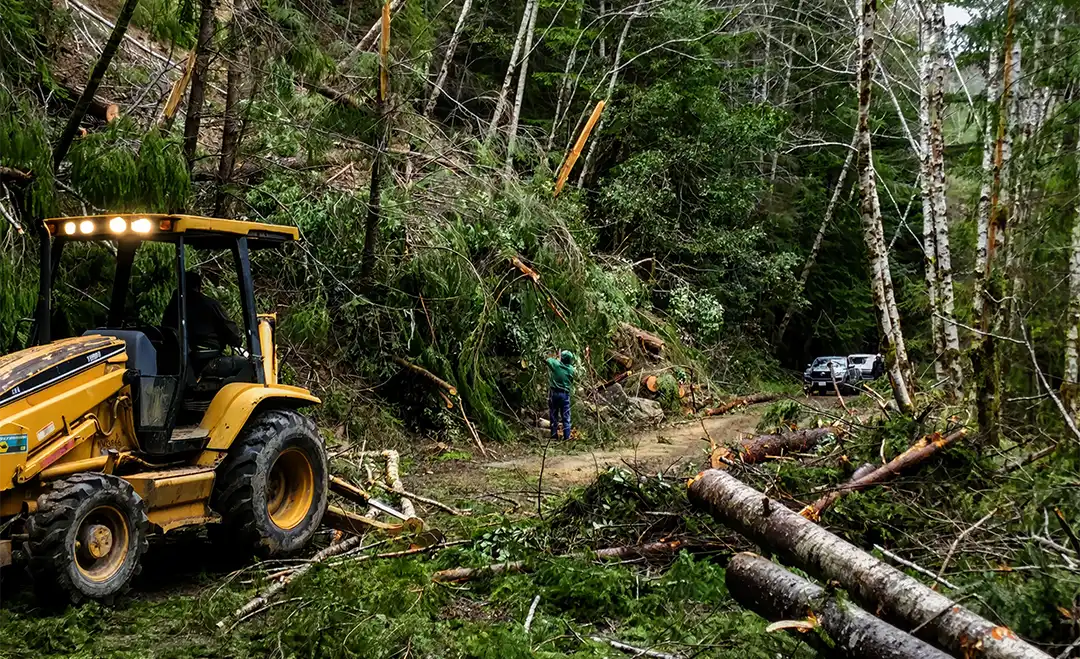 Backhoe beside fallen trees along a forest road