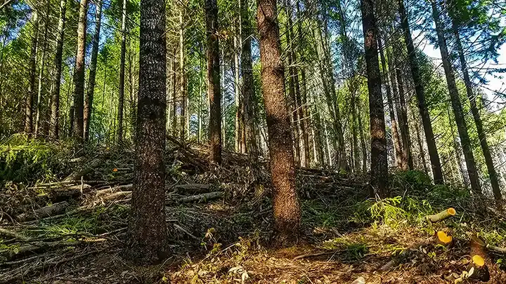 Sunlit forest trees surrounded by cut branches