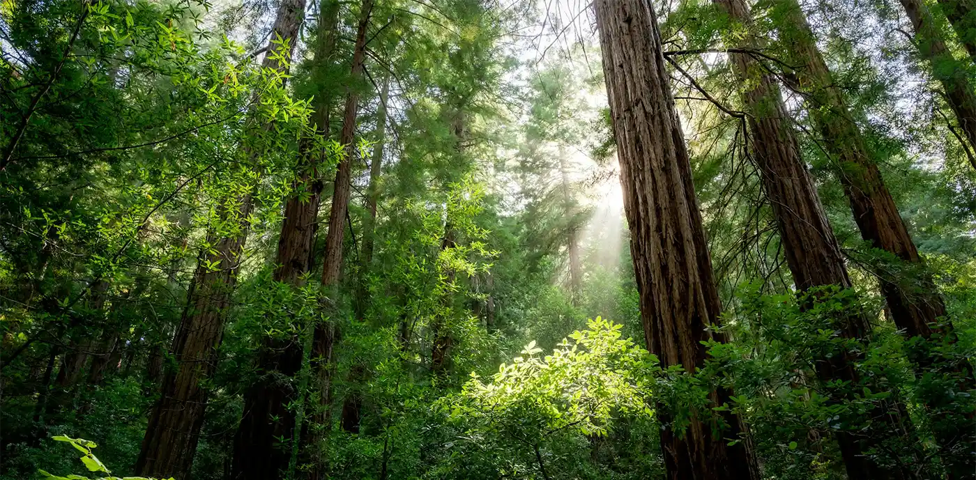 redwood forest image