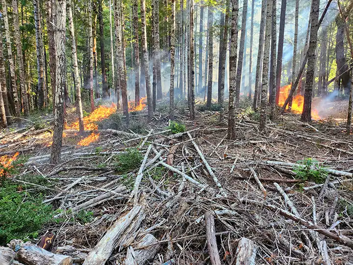 Small flames spreading through fallen branches among trees