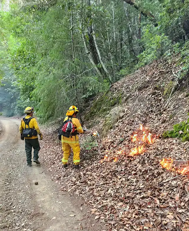 Two workers burning roadside vegetation beside forest