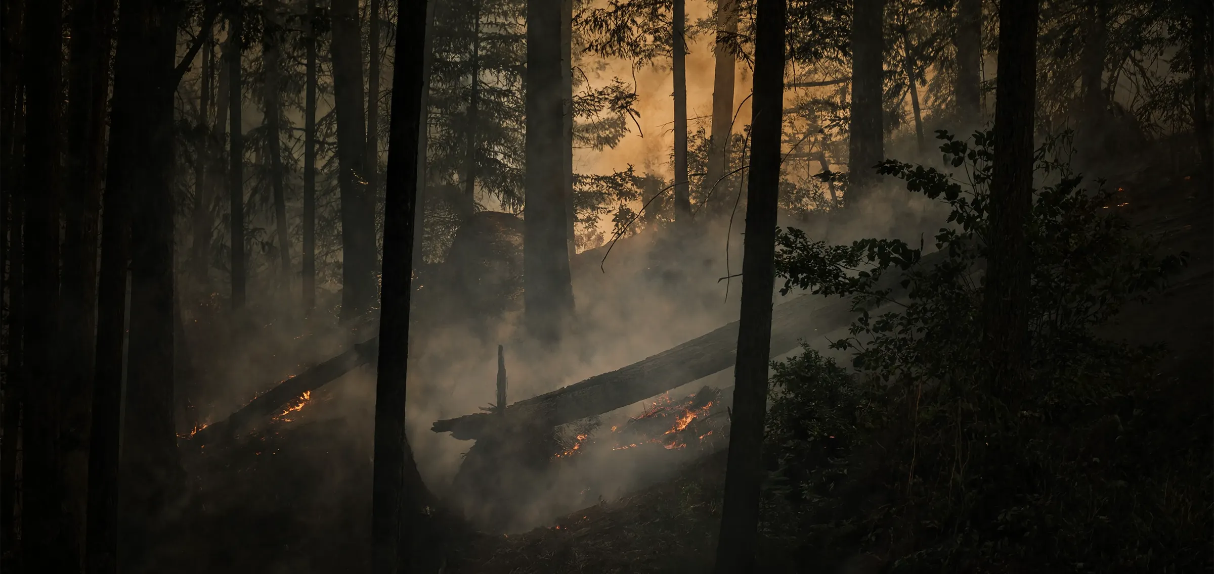 Smoke drifting between forest trees above small flames