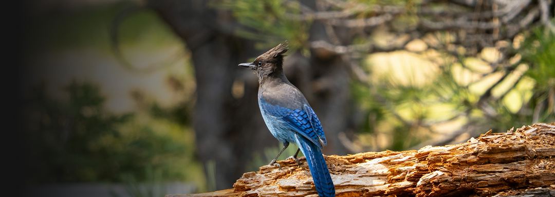 Blue bird perched on a fallen log