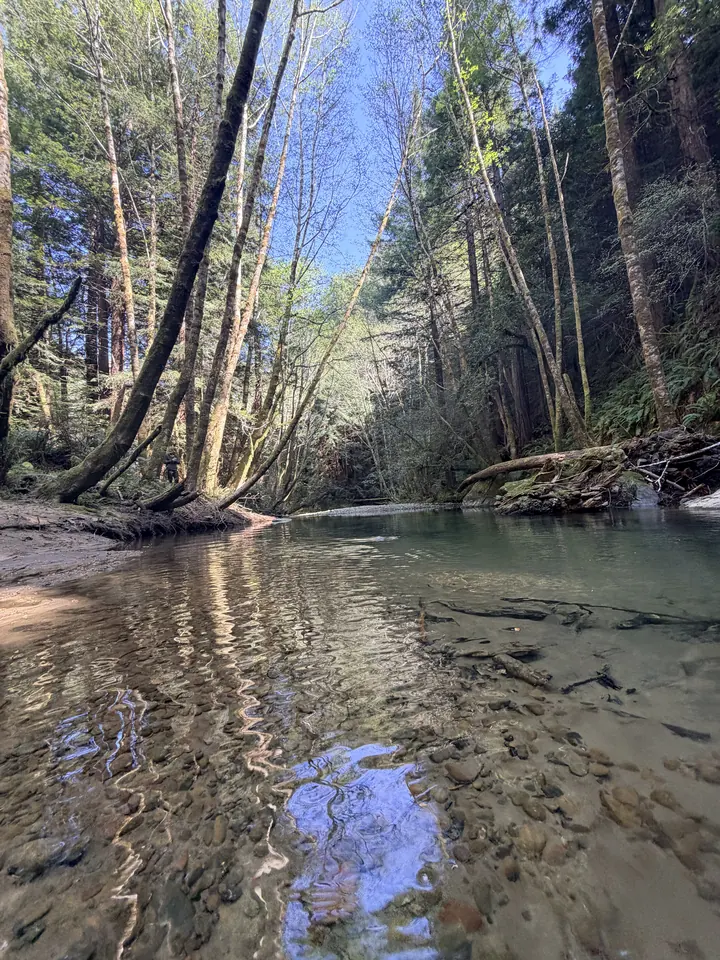 Clear creek flowing beneath tall forest trees