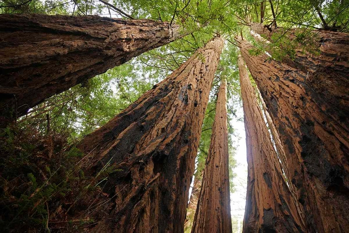 Towering redwood trunks viewed from below