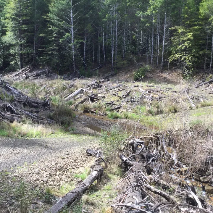 Shallow creek winding through a logged clearing