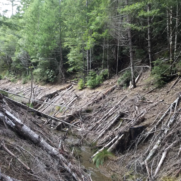 Fallen branches covering a narrow forest channel