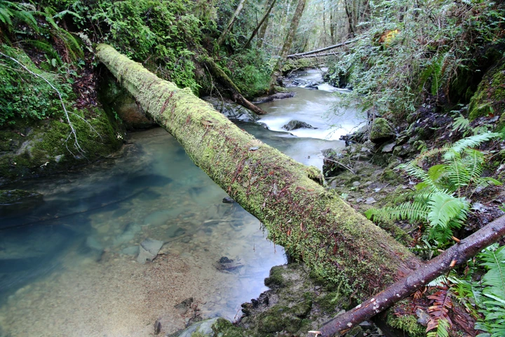 Fallen mossy log crossing a clear forest creek