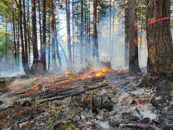 Smoke rising from burning debris beneath forest trees