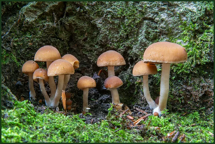 Brown mushrooms growing beside a mossy tree trunk