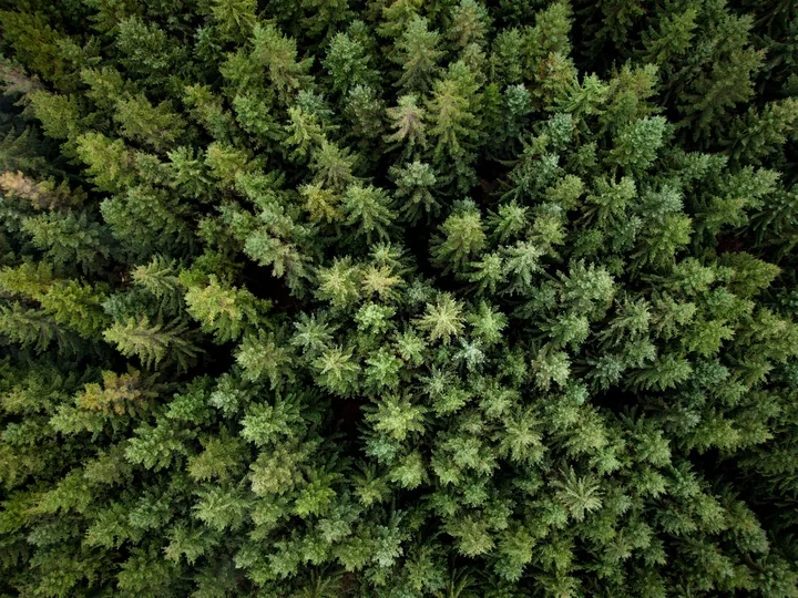 Aerial view of dense evergreen forest canopy