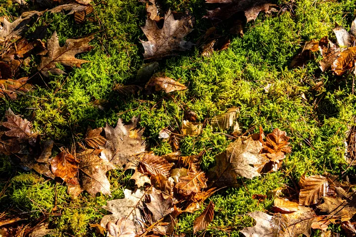 Brown fallen leaves scattered across green forest moss