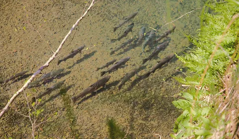 School of fish swimming beside streamside ferns