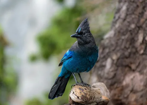 Blue forest bird
