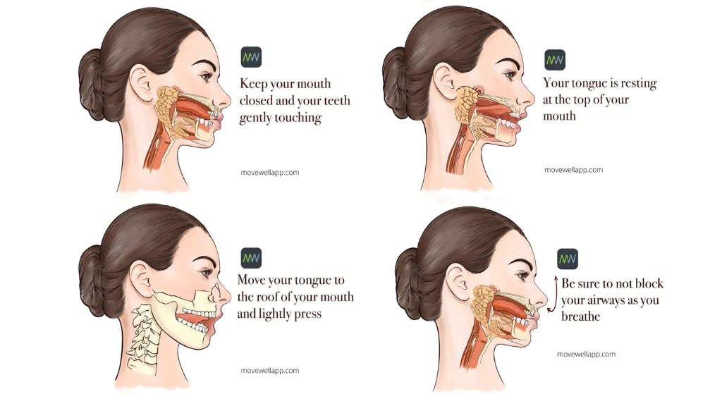 Mewing results: four-panel diagram showing the steps of resting the tongue on the roof of the mouth