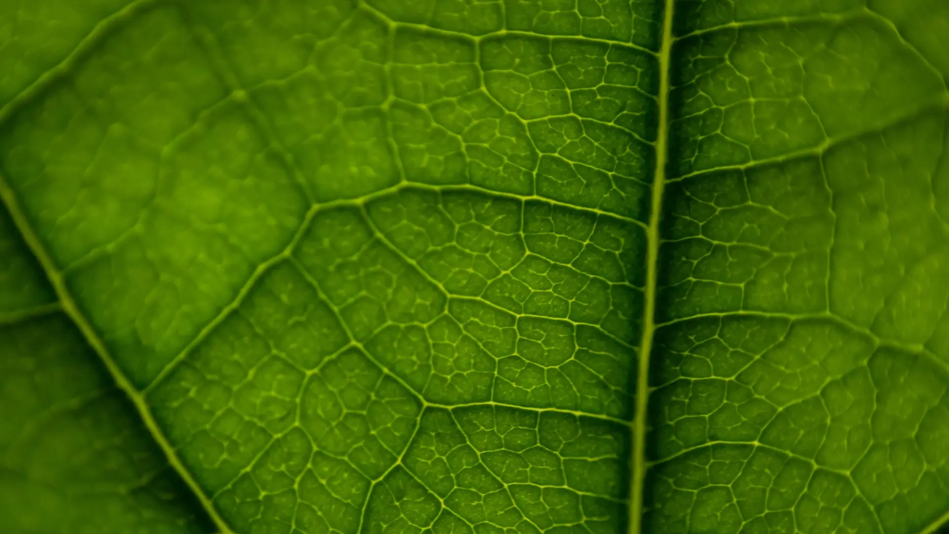Green leaf