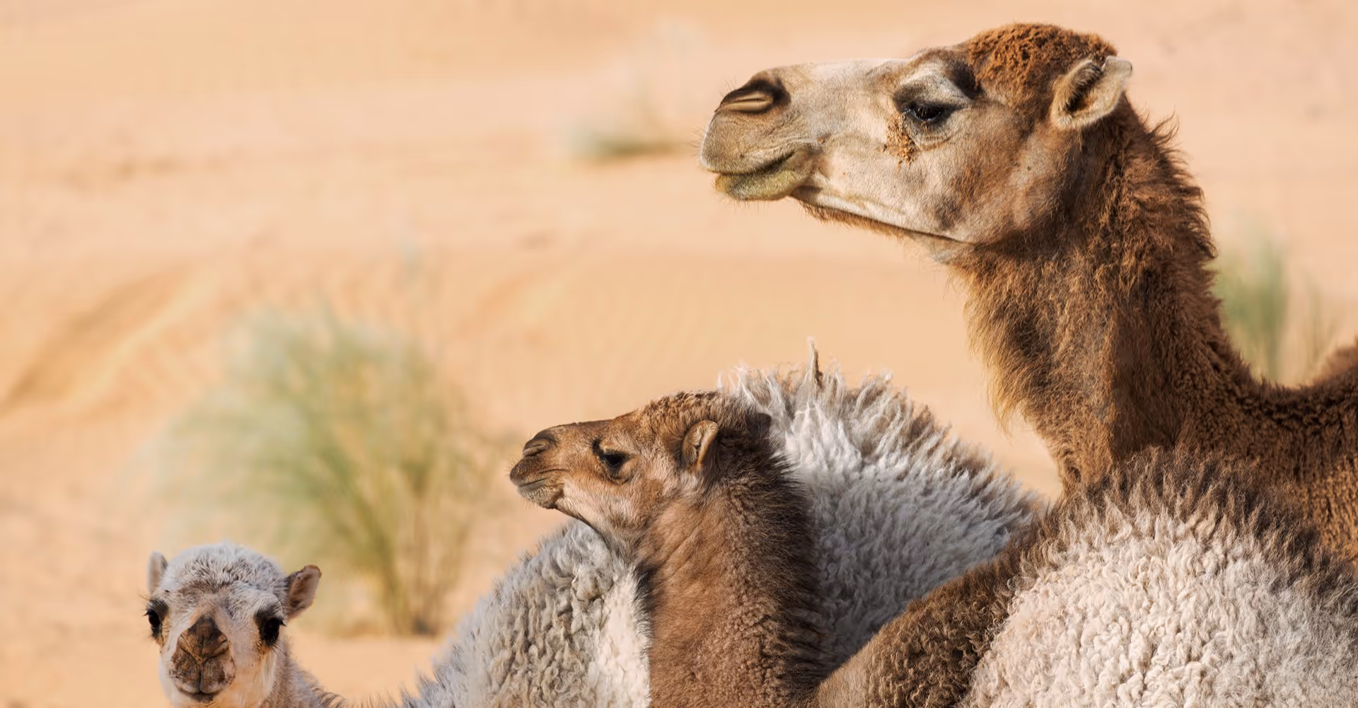 A group of Arabian camels in their natural desert habitat, representing the resilience and heritage of NOUKK fibers.