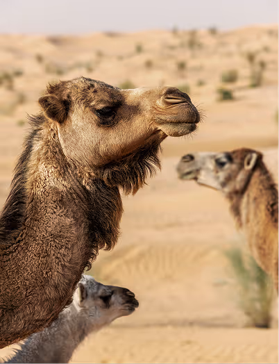 Mother and baby Arabian camel in the desert, symbolizing the sustainable and regenerative lifecycle of NOUKK materials.