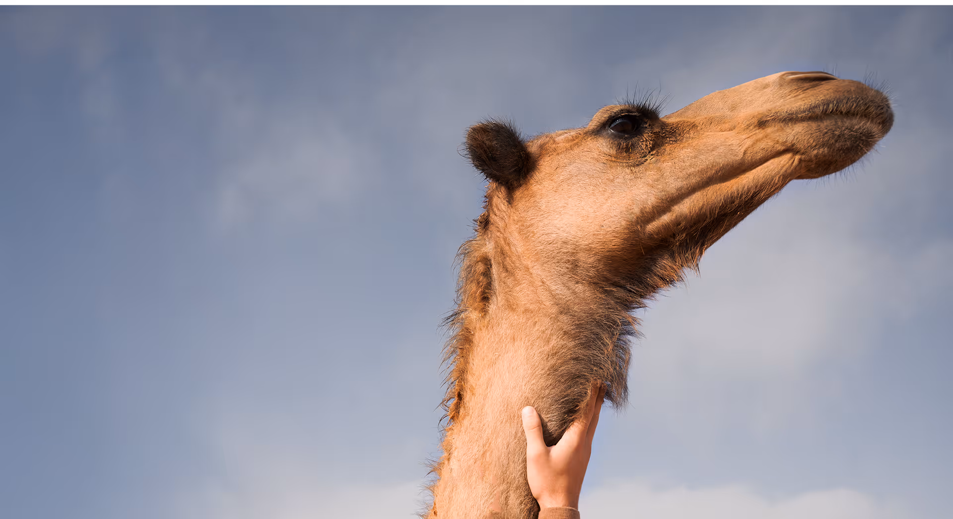 Arabian dromedary camel gazing upward against a clear desert sky, representing NOUKK's commitment to low-impact sustainability and ethical camel welfare