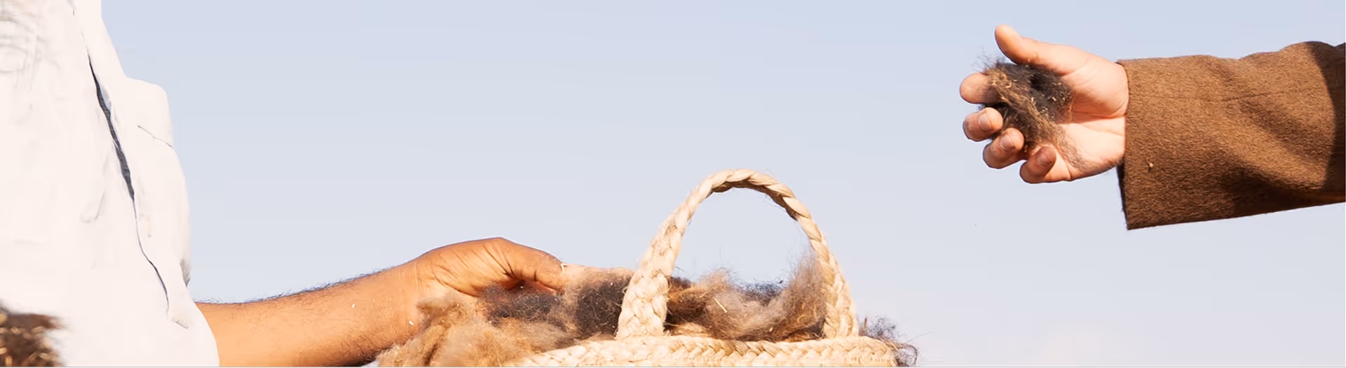 Hands carefully placing naturally shed, hand-gathered Arabian camel hair into a traditional woven basket, illustrating low-impact harvesting.