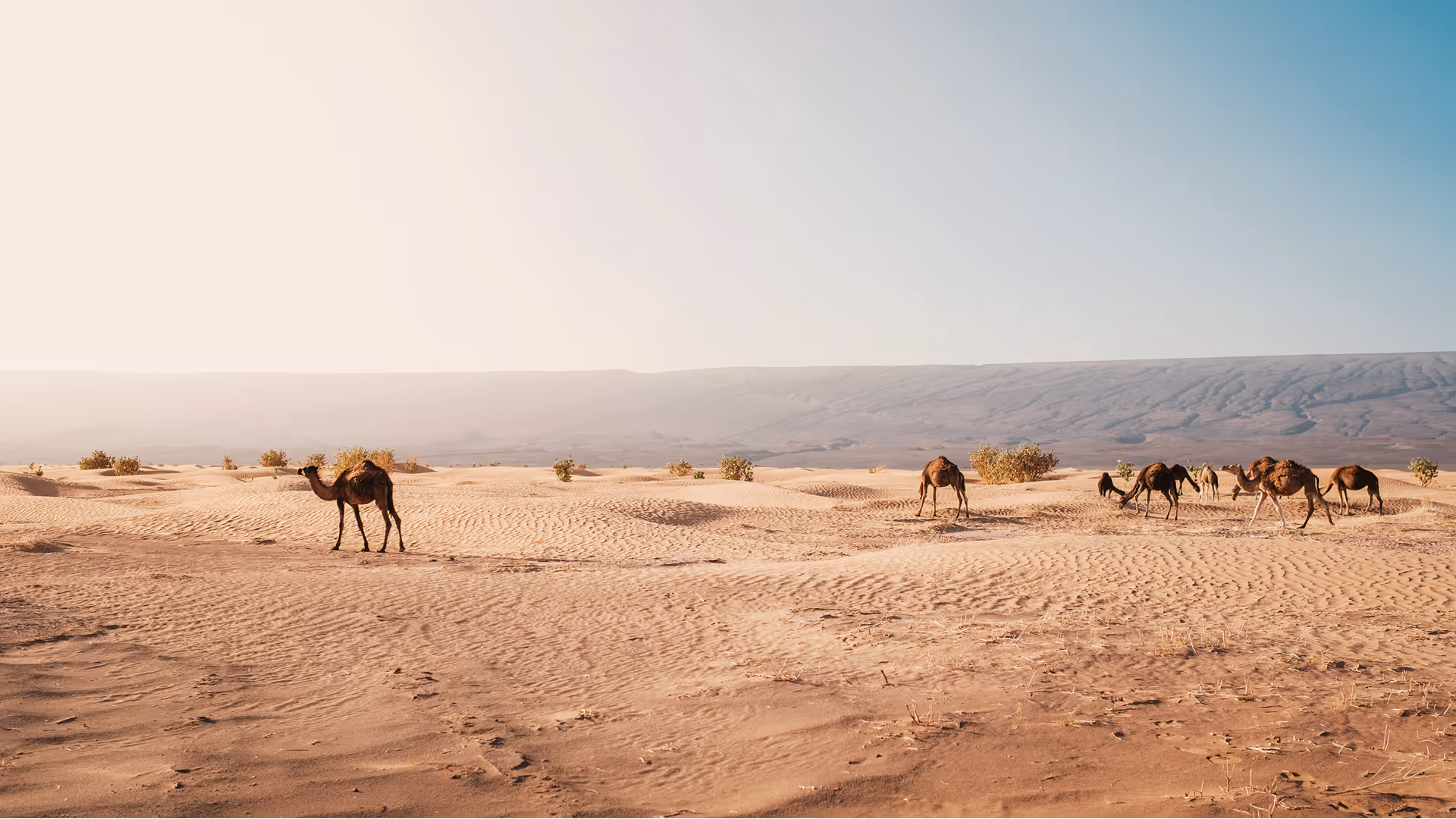 Caravan of Arabian camels crossing golden Sahara sand dunes at sunset
