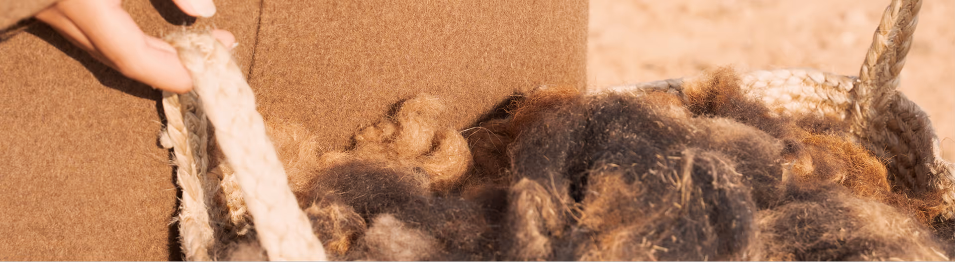 Close-up of raw Arabian camel hair fibres being hand-sorted during the natural shedding collection process