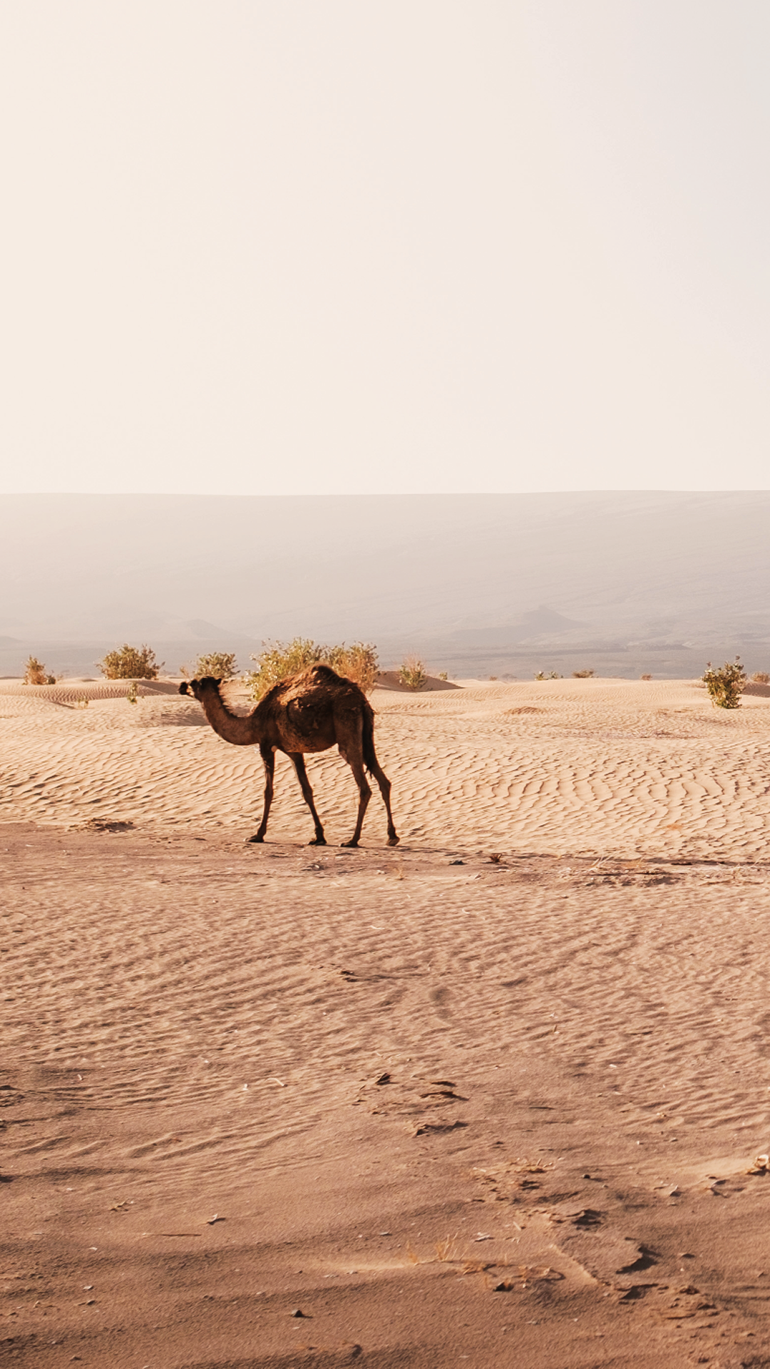 Caravan of Arabian camels crossing golden Sahara sand dunes at sunset