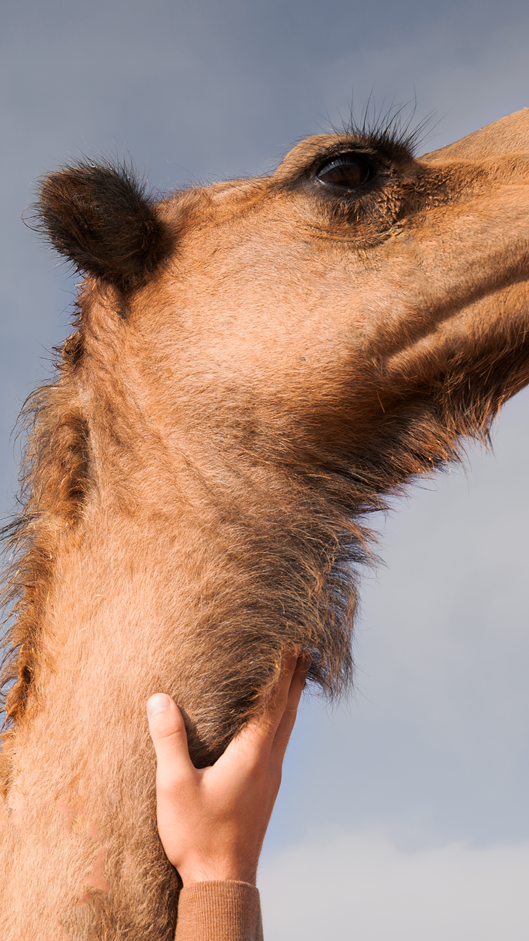 Arabian dromedary camel gazing upward against a clear desert sky, representing NOUKK's commitment to low-impact sustainability and ethical camel welfare