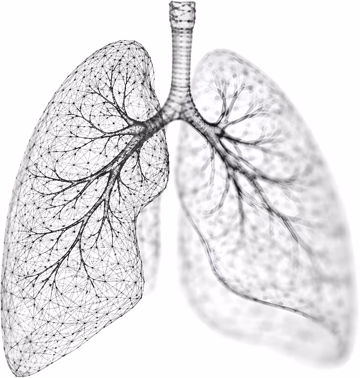 lungs