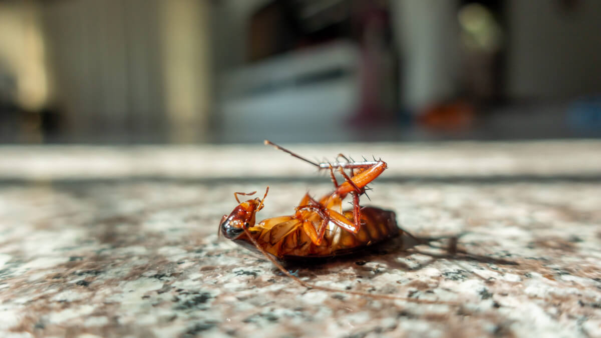 Cockroach control services in The Woodlands TX by Kingsman Pest Exterminators