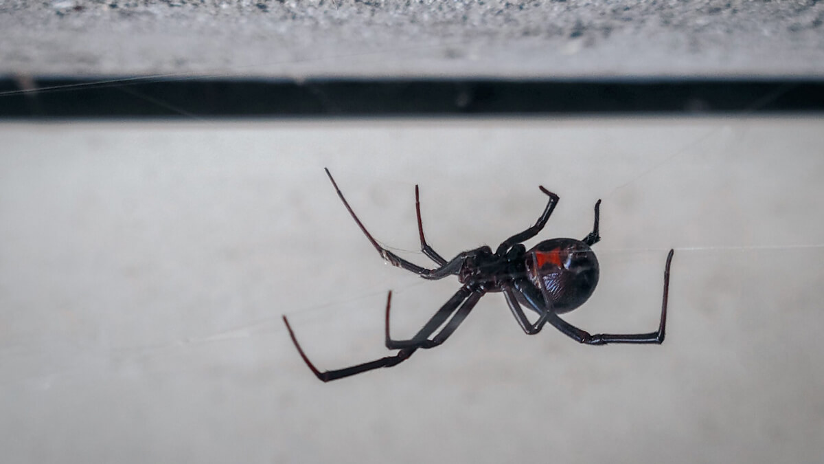 Spider control and web removal services in The Woodlands TX by Kingsman Pest Exterminators