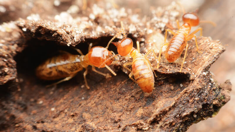Termite treatment and inspection services in The Woodlands TX by Kingsman Pest Exterminators