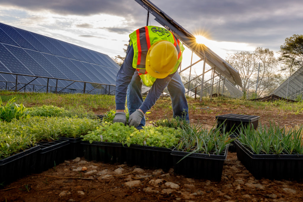 Planting pollinator habitat at Greenbacker solar project