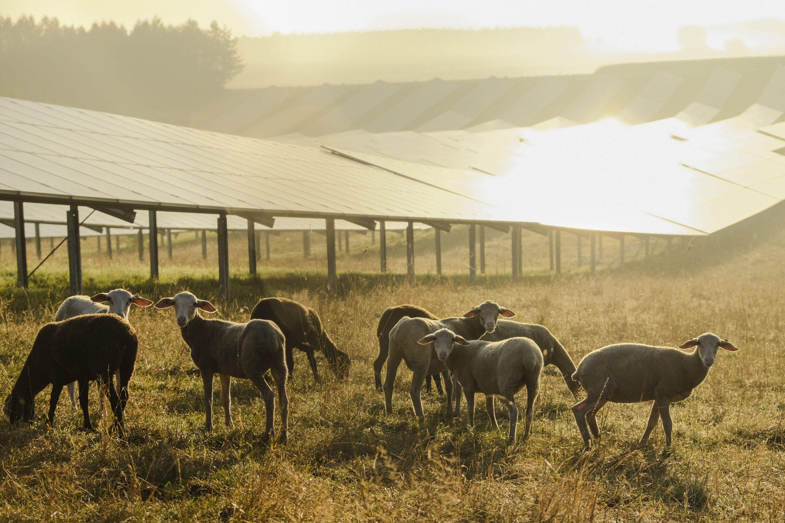 Sheep in front of solar panels